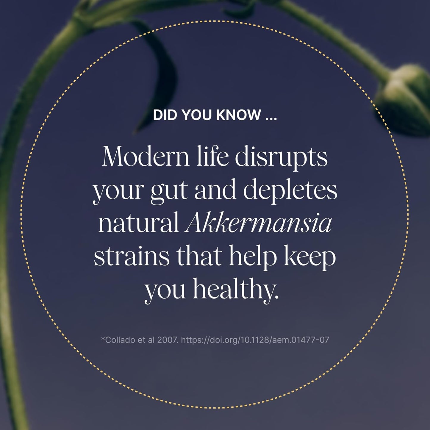Pendulum Akkermansia 90 CAPSULES